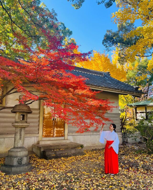 ࿓落ち葉の絨毯

こんにちは。
大阪城豊國神社です。

境内の紅葉が見頃を迎えております。
紅葉の見どころは、散った後の落ち葉にもあるように思います。
風にひらひら舞う瞬間も綺麗ですよね。

࿓ Carpet of fallen leaves

Hello.
This is Osaka Castle Hokoku Shrine.

The autumn leaves in the precincts of the shrine are now at their best.
I think the highlight of the autumn leaves is also in the fallen leaves after they have fallen.
The moment they flutter in the wind is also beautiful.

＿＿＿＿＿＿＿＿＿＿＿＿＿＿＿＿＿＿＿＿＿＿＿

 ⛩豊國神社🏯

 ⛩若永神社🍀/白玉神社🦊🍁
 七夕神社🎋 /玉春玉繁神社🦋‪ 
 
￣￣￣￣￣￣￣￣￣￣￣￣￣￣￣￣￣￣￣￣￣￣￣

#大阪城 #大阪城公園 #豊國神社 #出世 #開運 #白玉神社 #狐 #商売繁盛 #五穀豊穣 #七夕神社 #七夕 #願い事 #縁結び #玉春玉繁神社 #若永神社 #御朱印 #限定朱印 #豊臣秀吉 #大阪 #大阪観光 #森ノ宮 #神社 #出世 #開運 #巫女 #紅葉 #japan #osaka #oasakacastle #shrine