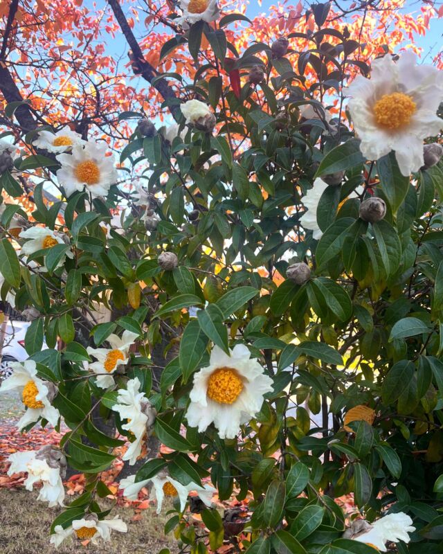🍂グランサムツバキ

こんにちは。
大阪城豊國神社です。

寒さに弱いグランサムツバキ

今年も咲きました✨️

秋になっても暖かい日が多いからでしょうか。

こんなにたくさん花が咲いているのは初めて見ました！

＿＿＿＿＿＿＿＿＿＿＿＿＿＿＿＿＿＿＿＿＿＿＿

 ⛩豊國神社🏯

 ⛩若永神社🍀/白玉神社🦊🍁
 七夕神社🎋 /玉春玉繁神社🦋‪ 
 
￣￣￣￣￣￣￣￣￣￣￣￣￣￣￣￣￣￣￣￣￣￣￣

#大阪城 #大阪城公園 #豊國神社 #出世 #開運 #狐 #紅葉デート #紅葉 #願い事 #縁結び #こうよう #御朱印 #限定朱印 #豊臣秀吉 #豊臣秀頼 #豊臣秀長 #大阪 #大阪観光 #森ノ宮 #神社 #出世 #開運 #もみじ #紅葉スポット #巫女 #挙式 #osaka #osakacastle #moon #moonfestival #travel #shrinesandtemples